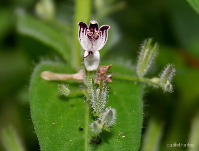 Andrographis echioides flower1.jpg
